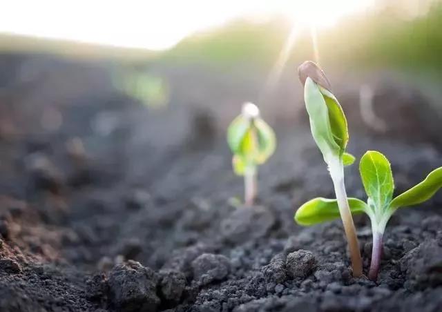 有機(jī)肥使用方法與作用