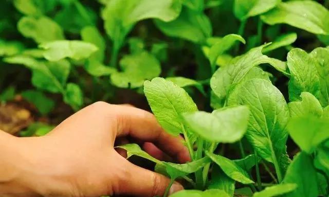 有機(jī)肥使用方法與作用